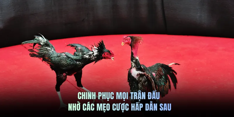 Chinh phục mọi trận đấu nhờ các mẹo cược hấp dẫn sau